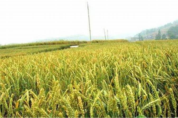 小麦硼肥的最佳使用时期