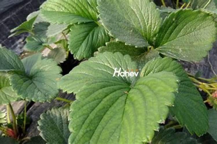 草莓定植后怎么施肥