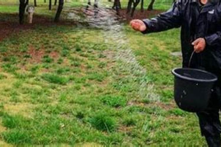 大姜种植后头两次浇水应怎么冲施肥料？