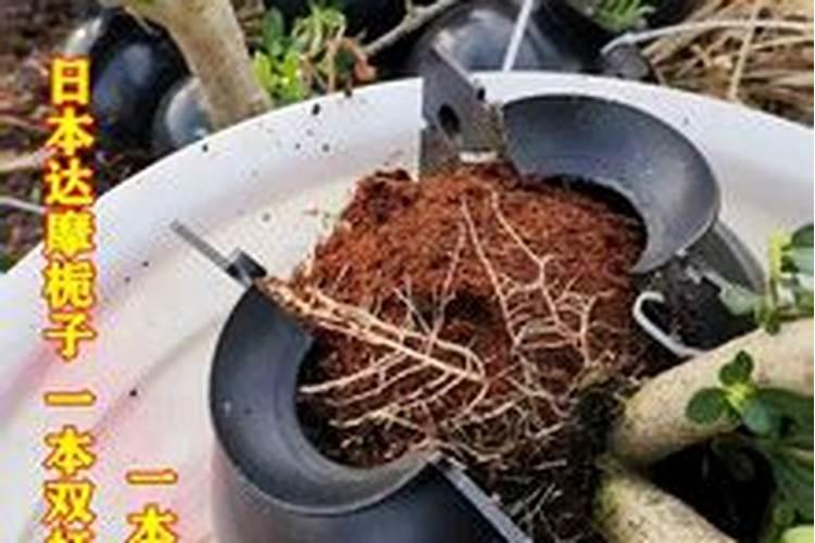 都说月季花要压枝促笋,但具体该怎么做？