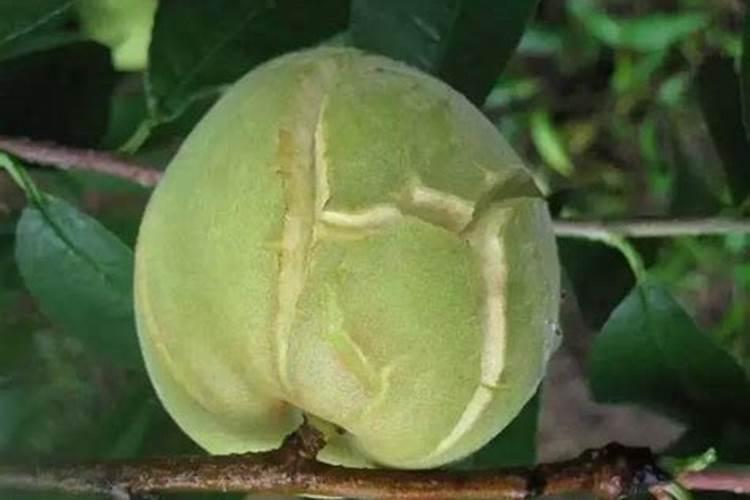 桔子裂果怎么办？桔子花期用什么肥料好？