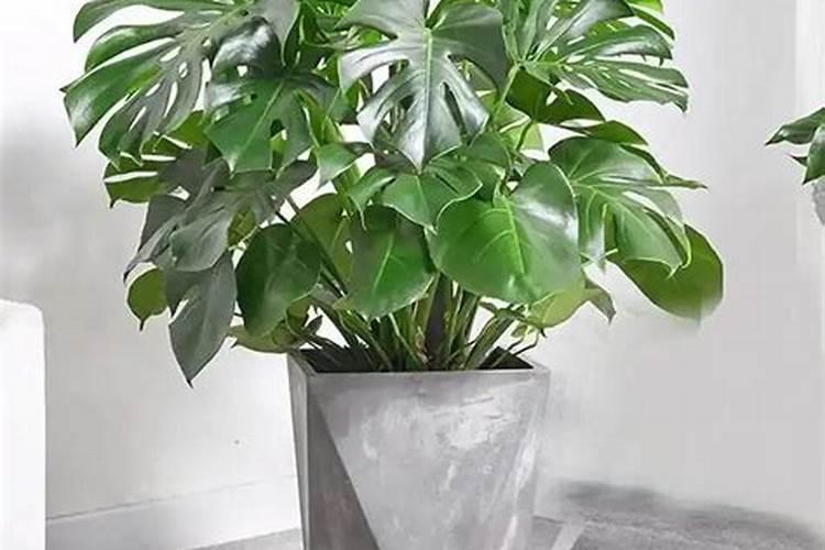 养龟背竹用什么肥料？