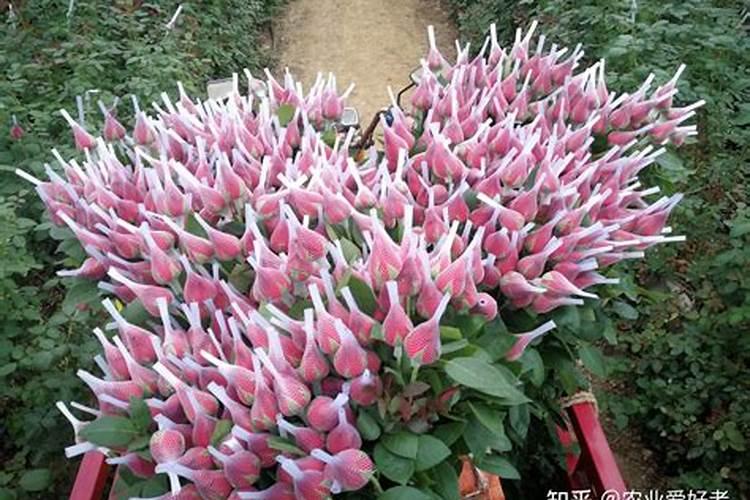 钾肥对哪些花卉好