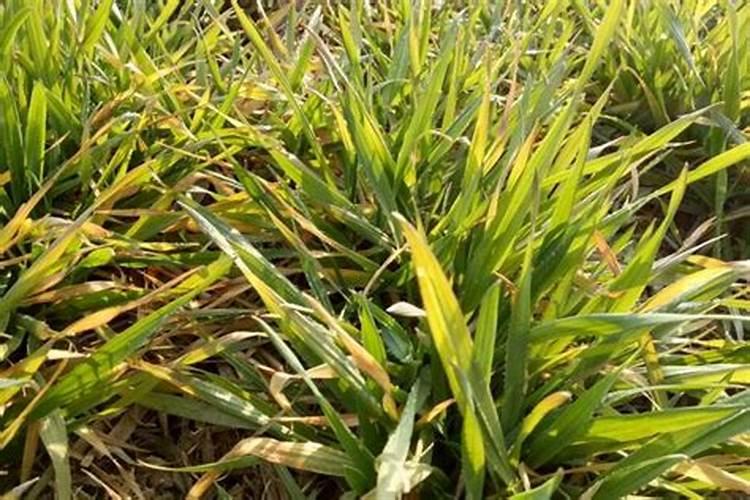 种麦子用什么复合肥好