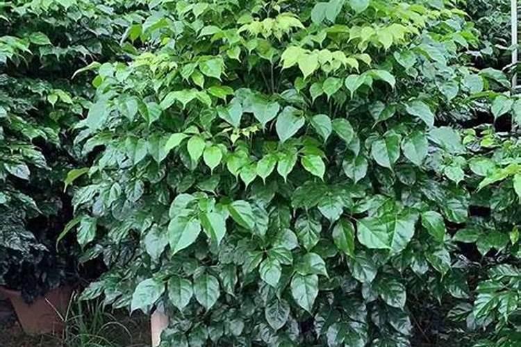 幸福树施什么肥最好