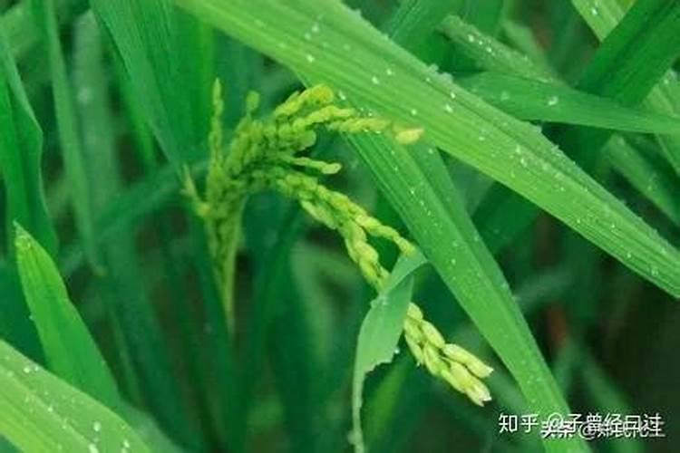 水稻破口期需要水吗