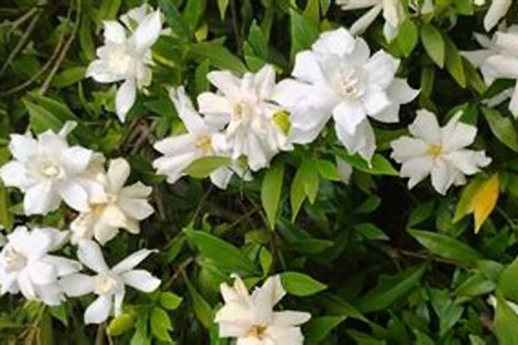 栀子花用什么肥料最好