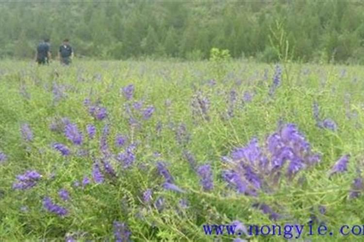 黄芩地可以施用含氯肥料吗