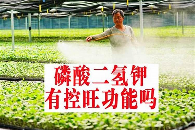 桃树叶面肥如何用磷酸二氢钾