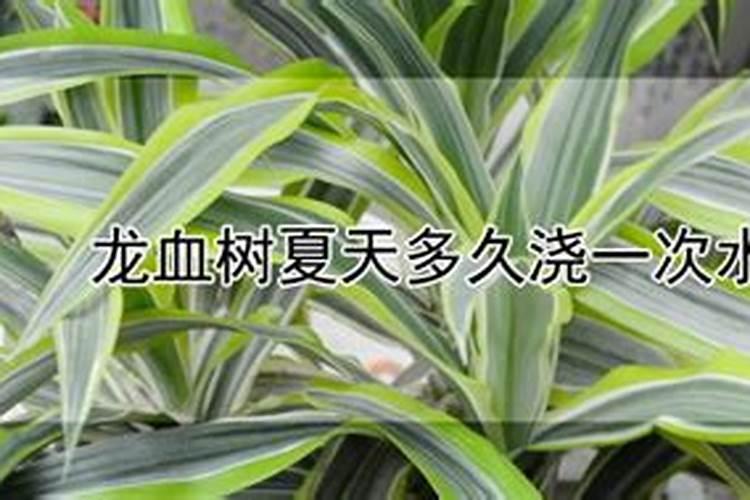 龙血树如何施肥