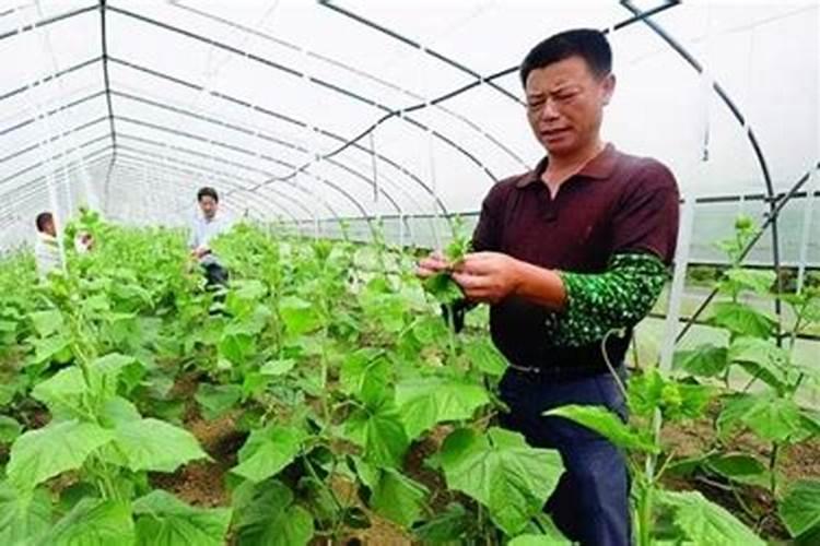 膨果期大量使用钾肥就能高产吗？