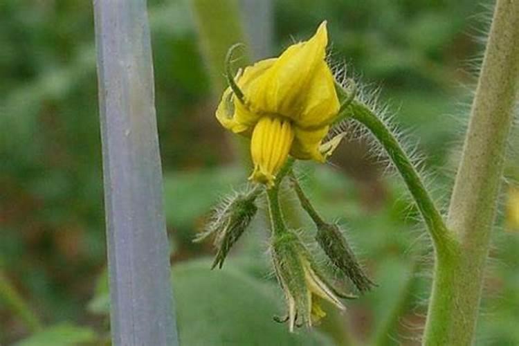 西红柿花期能喷施叶面肥吗