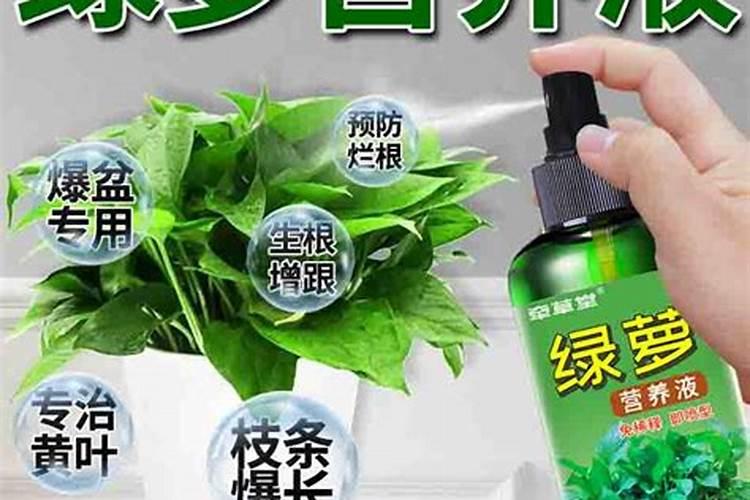 绿萝最好的肥料是啥