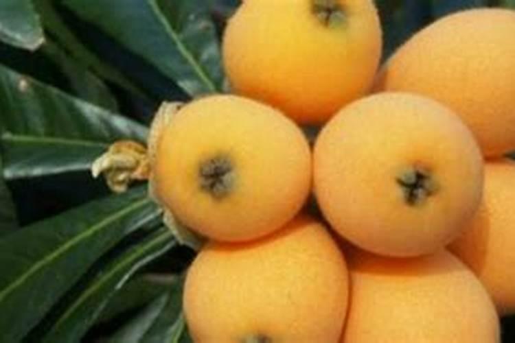 枇杷树一年施几次肥