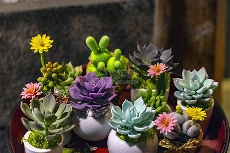 多肉植物施什么肥容易爆盆