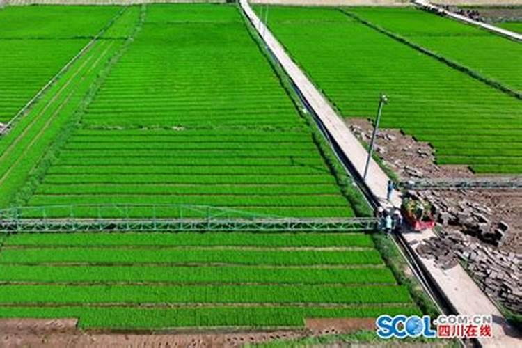 水稻栽完多久施肥