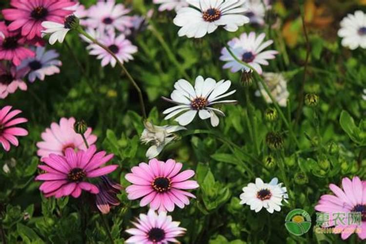 茶梅花施什么肥最好