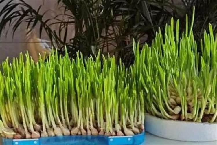 水稻灌浆期可以喷施尿素水吗