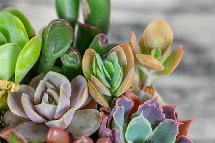 多肉施什么肥长得又胖又粗