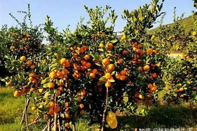 柑橘施肥方案一篇搞定! 赶快收藏