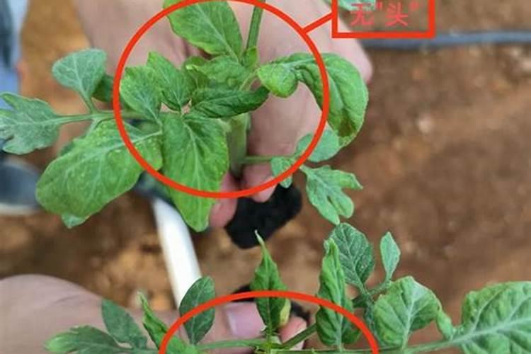 番茄定植10了迟迟不生根？