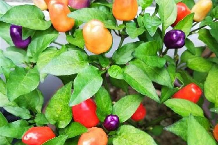 五彩椒的施肥方法 五彩椒应该怎么施肥