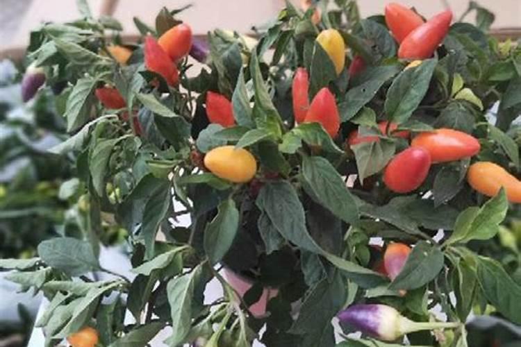 大棚五彩椒坐果后什么时候施肥施什么肥