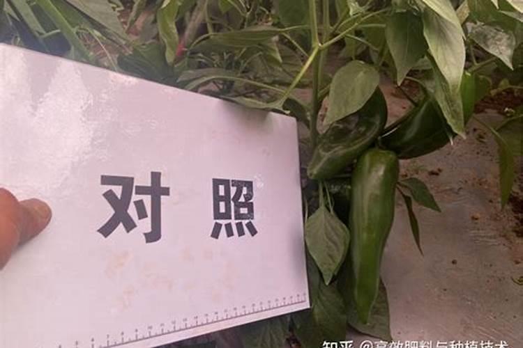 豆角开花期打什么叶面肥