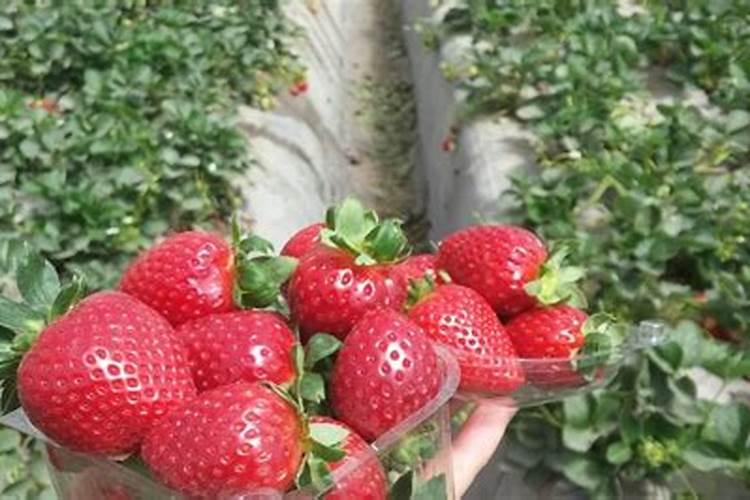 想要让自己种的草莓比较酸甜,有什么好的办法吗？