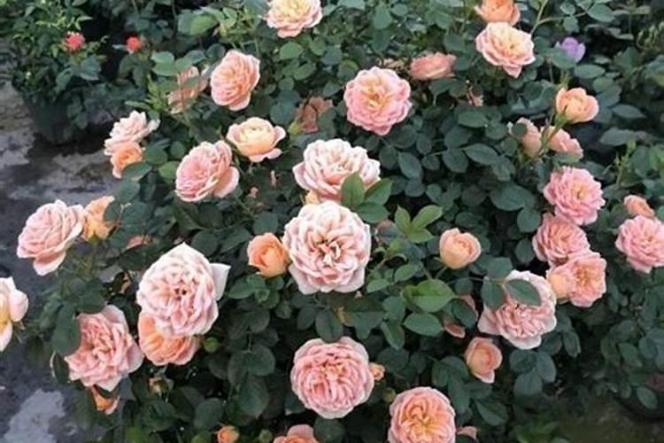 月季施什么肥开花