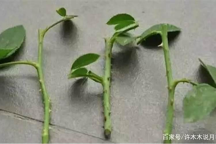 扦插空心菜长不好如何改善？