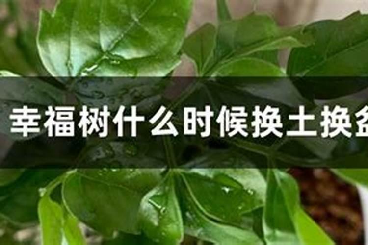 幸福树施肥方法,幸福树施肥用什么肥料