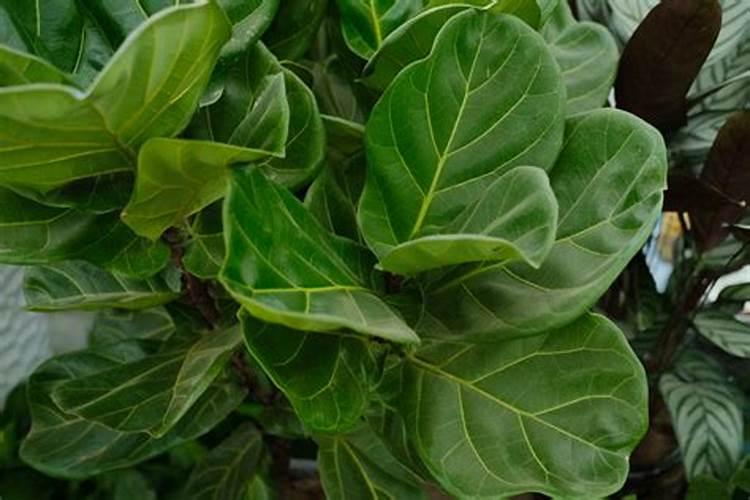 如何给琴叶榕施肥