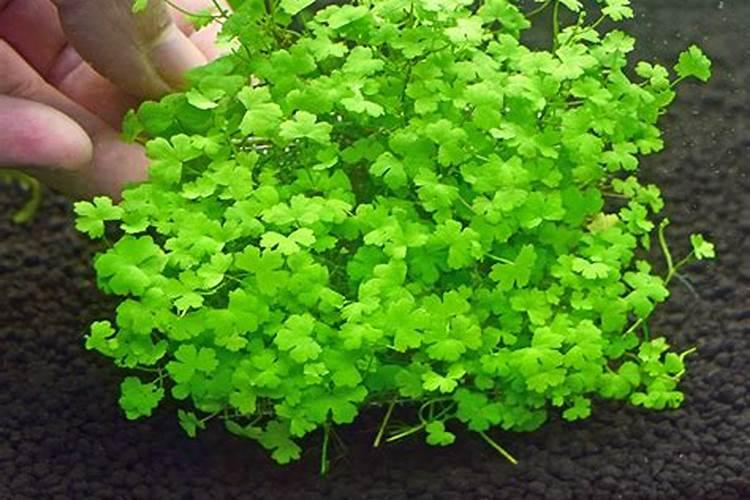 海藻鱼蛋白水溶肥料作用