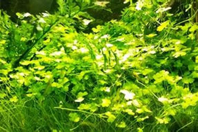 海藻肥都十年了,你还在被忽悠吗？一篇文章让你了解透