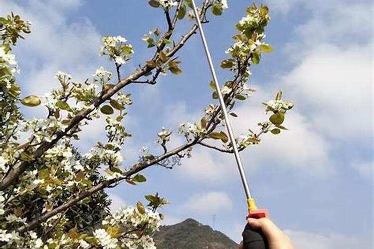 梨树用什么肥料好