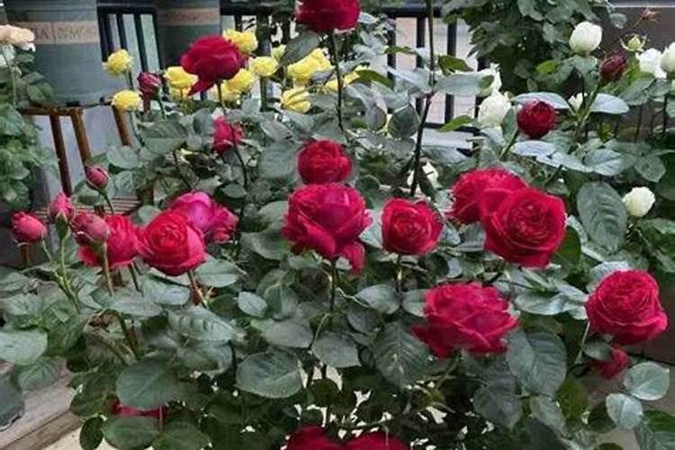 月季花小苗怎么施肥