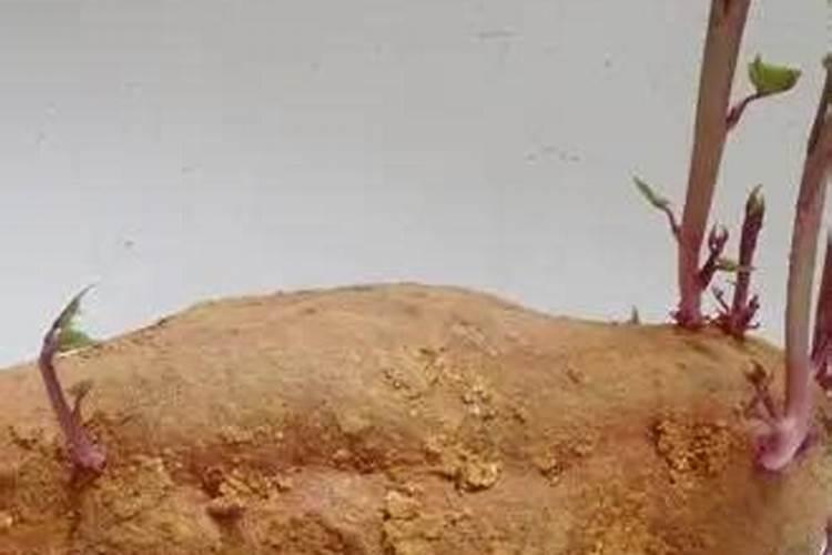 红薯最怕三种肥料