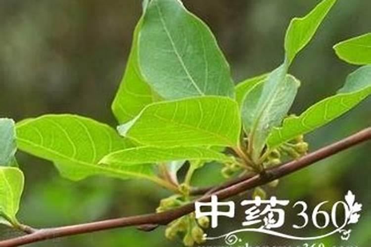 常用的化肥有哪些种类