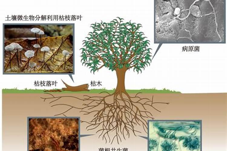 腐殖质的主要组分有哪些？在化学结构方面有何特点