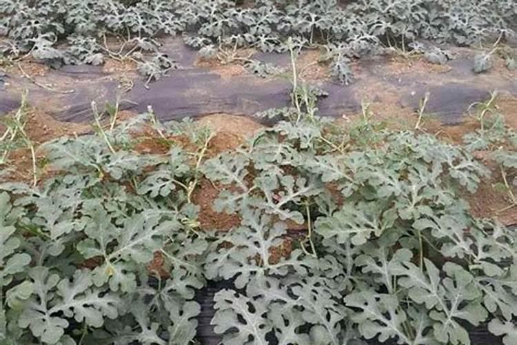 农户种植西瓜,一般多久追一次肥呢？追肥时需要注意些什么？