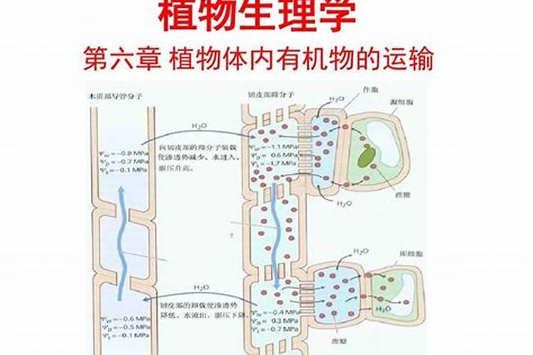 微量元素在植物体内的流动性是什么意思