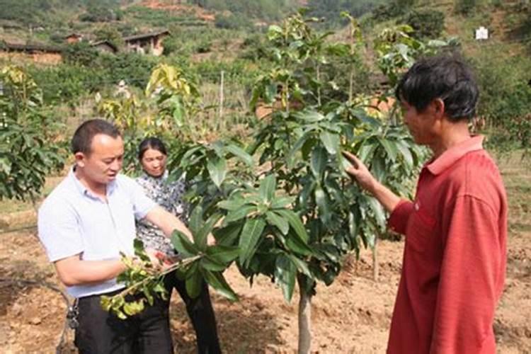 芒果下了以后施什么肥？
