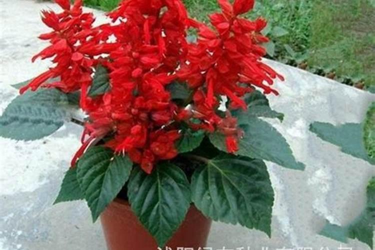 开花植物如何过冬？