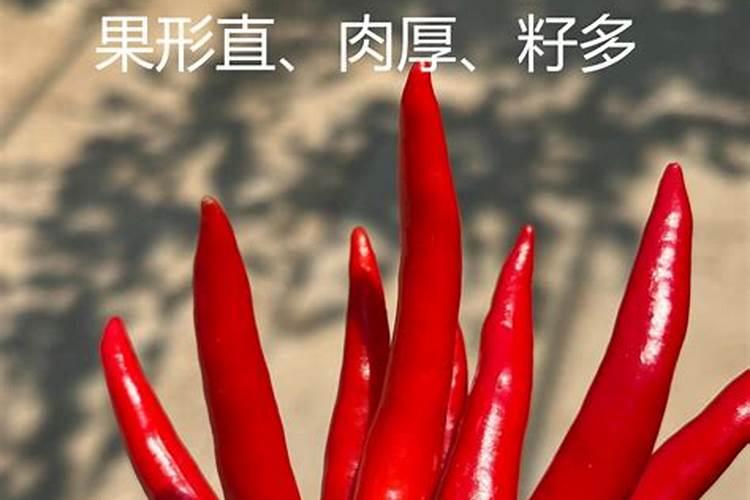 怎么能让辣椒快速变红