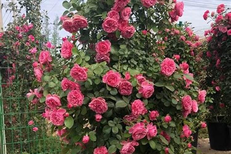 藤本月季怎样施肥