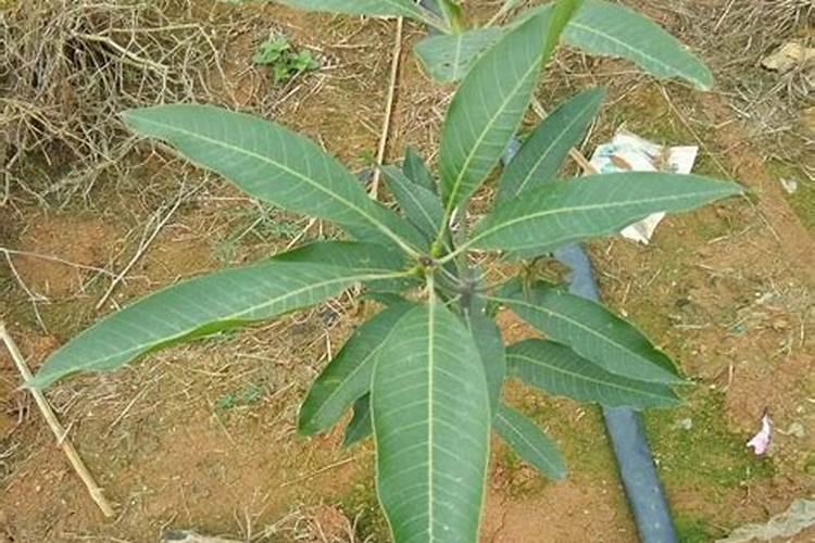 芒果幼树应该怎样去施肥？