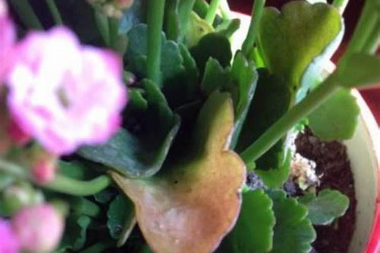 磷肥在什么时候施肥最好？月季什么时候施磷肥