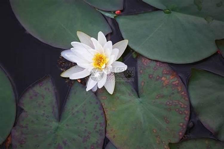 施用磷肥将产生哪些危害环境的污染物