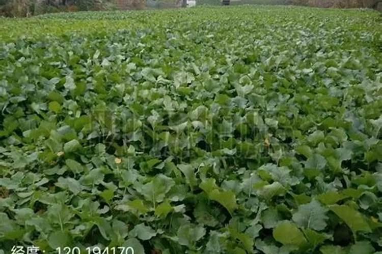 植物生长平衡液是什么东西做成的